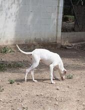 KARLA, Hund, Mischlingshund in Spanien - Bild 14