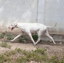 KARLA, Hund, Mischlingshund in Spanien - Bild 15