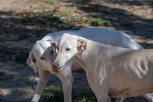 KARLA, Hund, Mischlingshund in Spanien - Bild 7