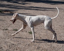 KARLA, Hund, Mischlingshund in Spanien - Bild 9