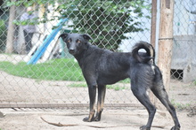 ELLA, Hund, Mischlingshund in Ungarn - Bild 5