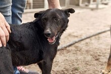 XANTI, Hund, Mischlingshund in Ungarn - Bild 1