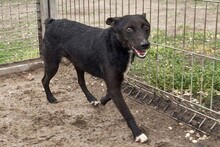 XANTI, Hund, Mischlingshund in Ungarn - Bild 3
