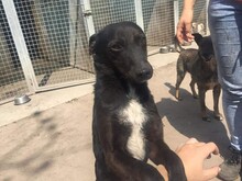 XANTI, Hund, Mischlingshund in Ungarn - Bild 5