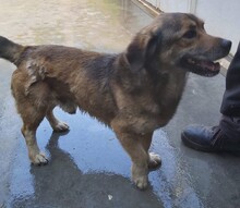 ZSOMI, Hund, Mischlingshund in Ungarn - Bild 1
