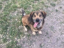 ZSOMI, Hund, Mischlingshund in Ungarn - Bild 2