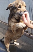 ZSOMI, Hund, Mischlingshund in Ungarn - Bild 3
