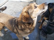 ZSOMI, Hund, Mischlingshund in Ungarn - Bild 4