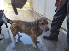 ZSOMI, Hund, Mischlingshund in Ungarn - Bild 5
