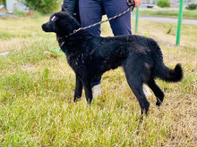 SUSHI, Hund, Mischlingshund in Bulgarien - Bild 4
