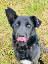 SUSHI, Hund, Mischlingshund in Bulgarien - Bild 6