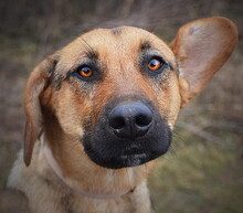 SAYMON, Hund, Mischlingshund in Slowakische Republik - Bild 1