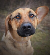 SAYMON, Hund, Mischlingshund in Slowakische Republik - Bild 2