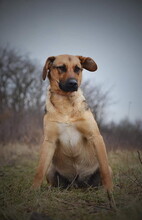 SAYMON, Hund, Mischlingshund in Slowakische Republik - Bild 3