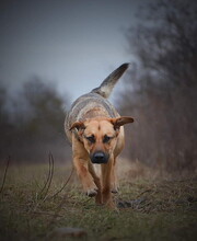 SAYMON, Hund, Mischlingshund in Slowakische Republik - Bild 4