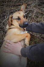 SAYMON, Hund, Mischlingshund in Slowakische Republik - Bild 5