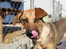 SAYMON, Hund, Mischlingshund in Slowakische Republik - Bild 8