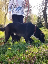 HELMUNT, Hund, Labrador-Mix in Kroatien - Bild 11