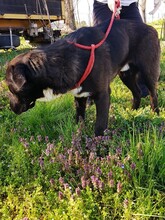 HELMUNT, Hund, Labrador-Mix in Kroatien - Bild 13