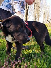 HELMUNT, Hund, Labrador-Mix in Kroatien - Bild 9