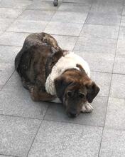 LABU, Hund, Herdenschutzhund in Breisach - Bild 5