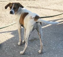 LENA, Hund, Mischlingshund in Griechenland - Bild 1