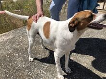 LENA, Hund, Mischlingshund in Griechenland - Bild 14
