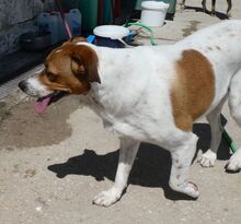 LENA, Hund, Mischlingshund in Griechenland - Bild 2