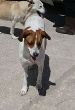 LENA, Hund, Mischlingshund in Griechenland - Bild 3