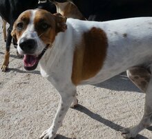 LENA, Hund, Mischlingshund in Griechenland - Bild 7