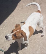 LENA, Hund, Mischlingshund in Griechenland - Bild 8