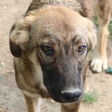 ILJA, Hund, Mischlingshund in Griechenland - Bild 1