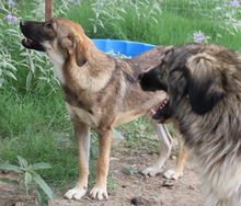 ILJA, Hund, Mischlingshund in Griechenland - Bild 10