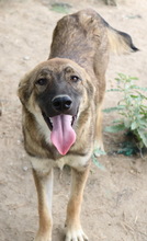 ILJA, Hund, Mischlingshund in Griechenland - Bild 2
