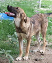 ILJA, Hund, Mischlingshund in Griechenland - Bild 3