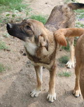 ILJA, Hund, Mischlingshund in Griechenland - Bild 4