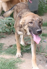 ILJA, Hund, Mischlingshund in Griechenland - Bild 6