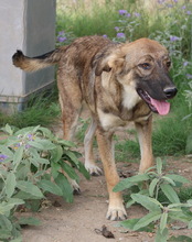 ILJA, Hund, Mischlingshund in Griechenland - Bild 7