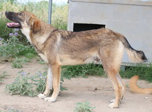 ILJA, Hund, Mischlingshund in Griechenland - Bild 8