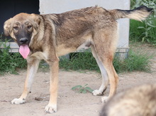 ILJA, Hund, Mischlingshund in Griechenland - Bild 9