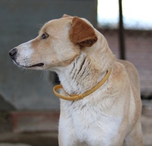 PINTO, Hund, Mischlingshund in Dudeldorf - Bild 14