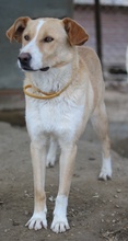PINTO, Hund, Mischlingshund in Dudeldorf - Bild 16