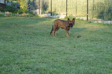 LINA3, Hund, Deutscher Schäferhund-Mix in Ungarn - Bild 5