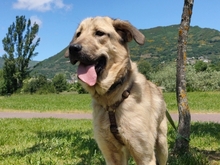 CARLOTA, Hund, Mastin del Pirineos in Spanien - Bild 1