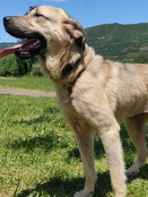 CARLOTA, Hund, Mastin del Pirineos in Spanien - Bild 2