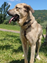 CARLOTA, Hund, Mastin del Pirineos in Spanien - Bild 3