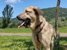 CARLOTA, Hund, Mastin del Pirineos in Spanien - Bild 4