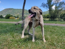 CARLOTA, Hund, Mastin del Pirineos in Spanien - Bild 5