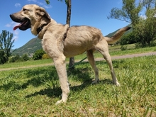 CARLOTA, Hund, Mastin del Pirineos in Spanien - Bild 6