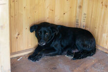 EBONY, Hund, Mischlingshund in Kroatien - Bild 1